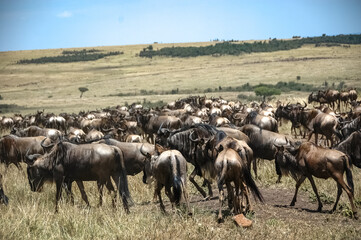 Naklejka na ściany i meble wildebeest roaming the Kenyan wilderness