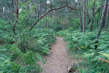 Obraz premium Narrow path through forest from Jastarnia to Jurata in northern Poland on Hel peninsula. Pine trees, birch trees and horsetail.Typical forest in Baltic coast.