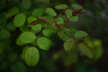 Fresh green leaves of rose flower bush in a summer garden.