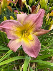 Fototapeta premium Blume