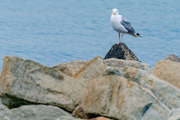Adult European herring gull, Larus argentatus, with breeding plumage, sitting on a rock with Baltic sea in the background. Shore bird in its natural habitat. Baltic wildlife.