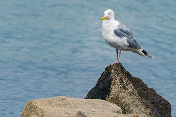 Horizontal closeup shot of adult European herring gull, Larus argentatus, with breeding plumage, sitting on a rock with Baltic sea in background. Shore bird in its natural habitat. Baltic wildlife.
