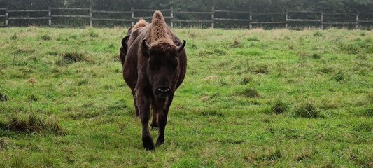 Wisent