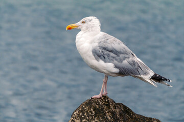 Horizontal closeup shot of adult European herring gull, Larus argentatus, with breeding plumage, sitting on a rock with Baltic sea in background. Shore bird in its natural habitat. Baltic wildlife.