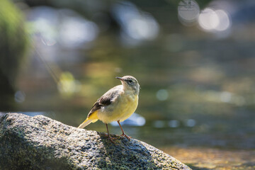Yellow wagtail on a rock in the river
