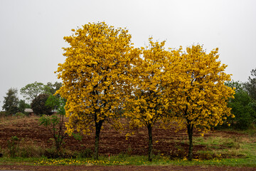 Naklejka premium Flores Amarillas