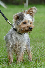 enterprising yorkshire terrier puppy leashed on grass