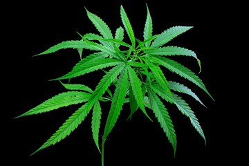 Cannabis leaf, Marijuana leaf isolated on black background