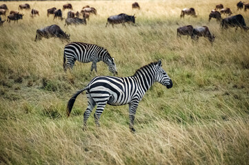 Fototapeta na wymiar zebras roaming the Kenyan wilderness