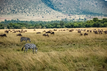 zebras roaming the Kenyan wilderness