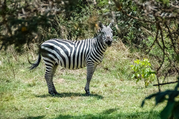 zebras roaming the Kenyan wilderness