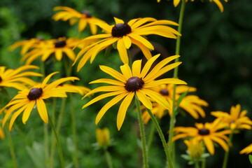 yellow Rudbeckia flower blooming in the summer garden
