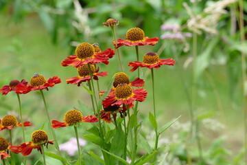 red sneezeweed or helenium flowering in the summer garden