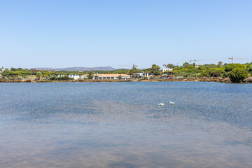 Birds at Ria Formosa lagoon, Quinta do Lago, Algarve