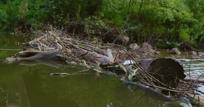 water moving overtop of a beaver dam