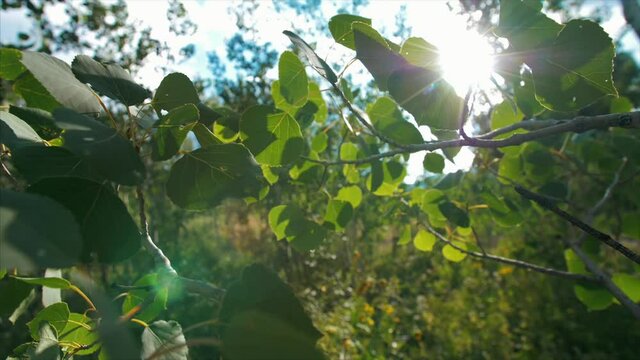 Sun flare through the Aspen tree's.