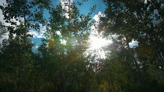 Sun flare through the Aspen tree's.