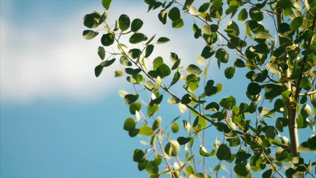 Aspen leaves blow in the summer wind, slow motion. 
