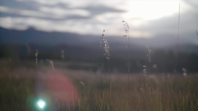 Tall grass in a open meadow blows in the wind.