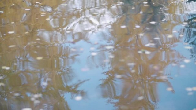 Aspen Leaves float on the river surface, wide shot.