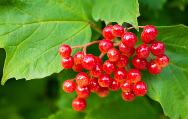 red berries in green leaf, nature backgrounds, kalina berry