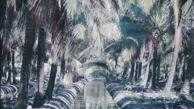 Coconut farmers harvest, and transport coconuts inside the plantation. 