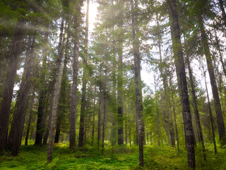 Forest Walk