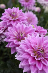 Pink Dahlias