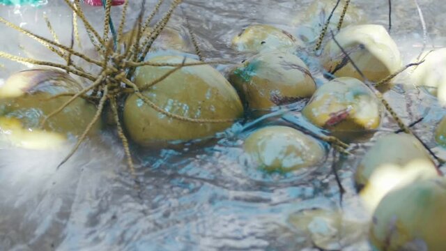 Coconut farmers harvest, and transport coconuts inside the plantation. 