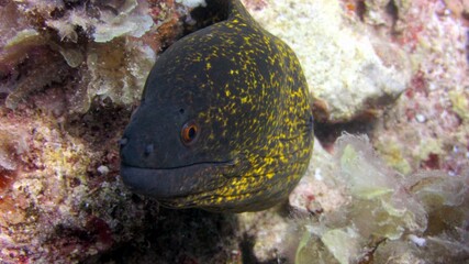 Obraz premium fish in aquarium