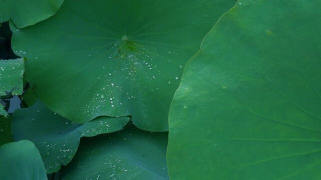 4K footage ,water drops on a green leaf lotus in morning time,select focus.