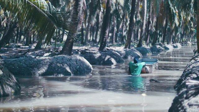 Coconut farmers harvest, and transport coconuts inside the plantation. 