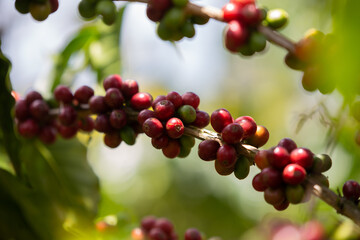 Colombian coffee plant for export