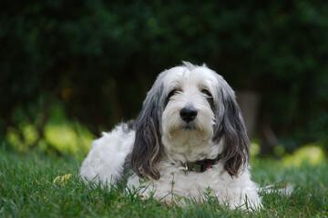 american cocker spaniel dog