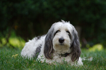 american cocker spaniel dog