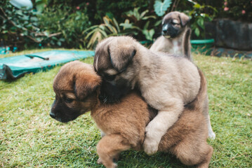 Two puppies wrestle each other, with one mounted on top of the other. Play fighting behavior. One...