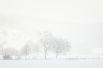 Snowfall in the rural scenery. Winter landscape with trees. Cold weather. Sunny, foggy background concept