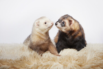 Couple of two male ferrets on white background