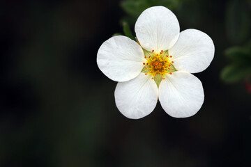 White Potentilla flower macro isolated on dark background
