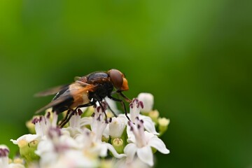 A bee on a flower. Beautiful natural colour background.