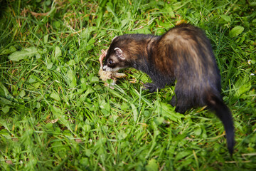 Ferret enjoying walking and game in sumer grass garden