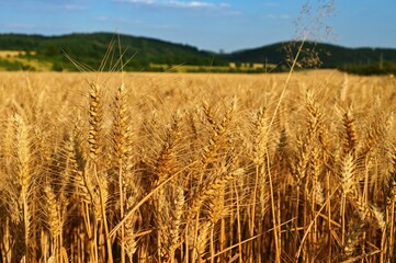 Beautiful detail of ripening wheat in a field. Natural colour background at sunset with blue sky.