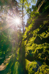 sun shining through the forest ​(Saxon Switzerland
