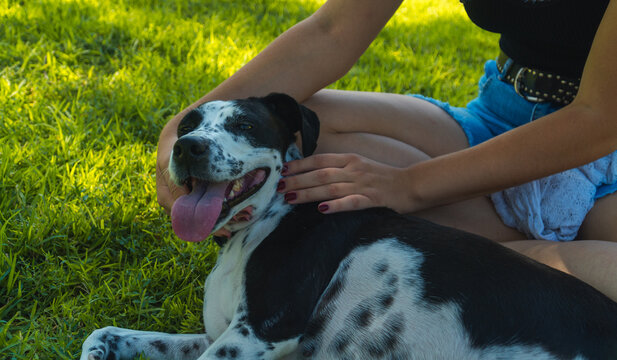 Perro blanco y negro con la lengua fuera tumbado sobre el c&eacute;sped, mujer sosteniendo la cabeza de perro con la lengua fuera, mujer acariciando a su perro en la cabeza, perro relajado
