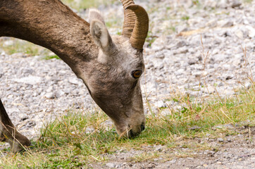 mountain goats on the road to Jasper in Canada