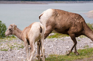 Fototapeta premium mountain goats on the road to Jasper in Canada