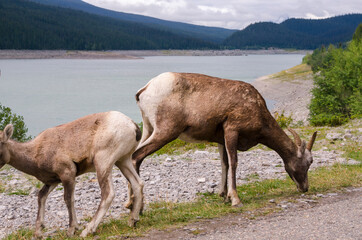Naklejka na ściany i meble mountain goats on the road to Jasper in Canada