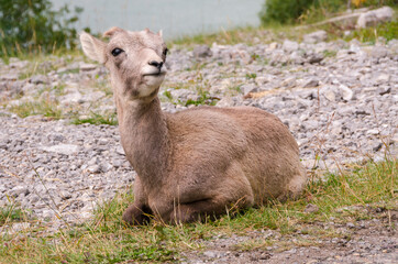mountain goats on the road to Jasper in Canada