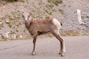 mountain goats on the road to Jasper in Canada