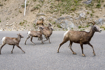 mountain goats on the road to Jasper in Canada